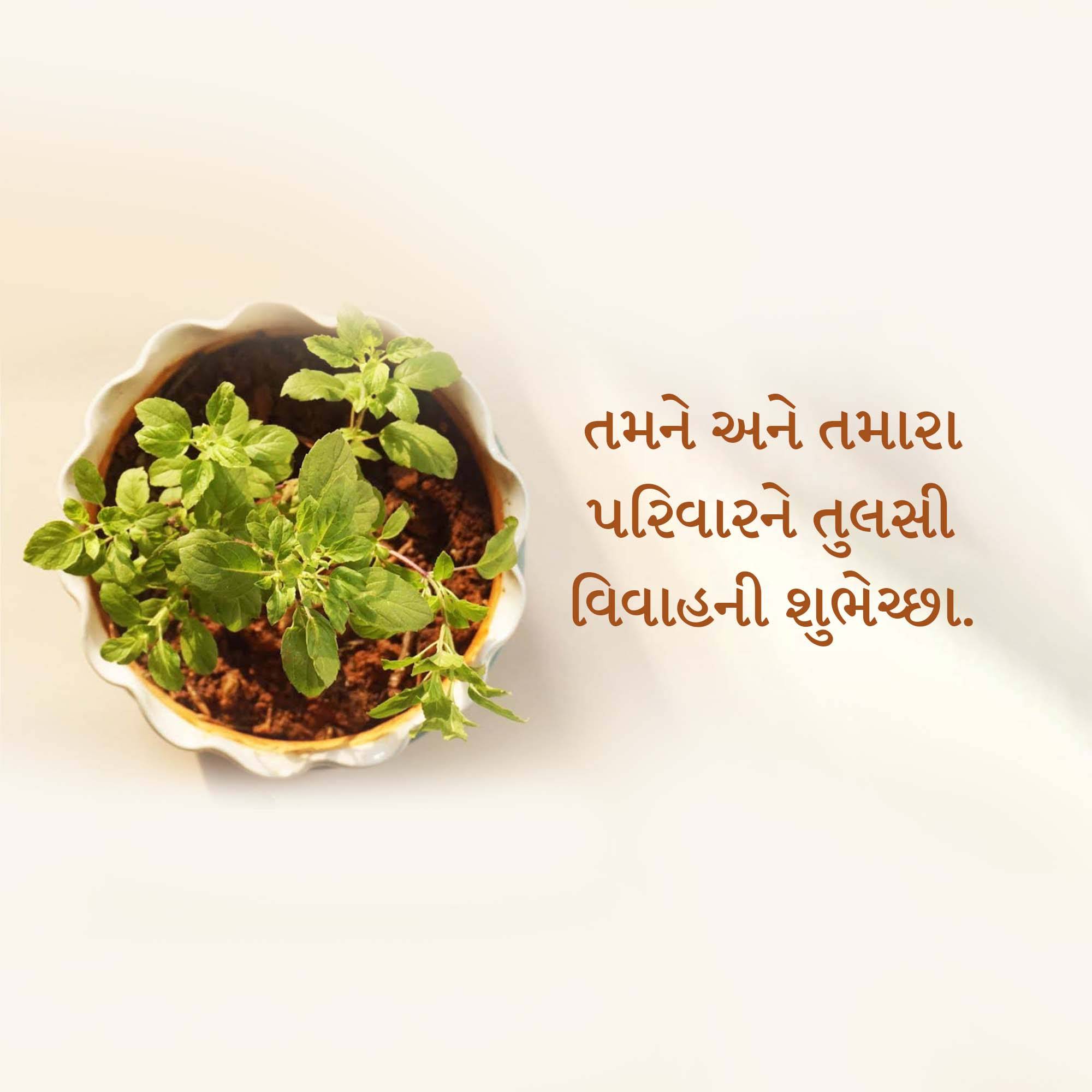 Tulsi Vivah