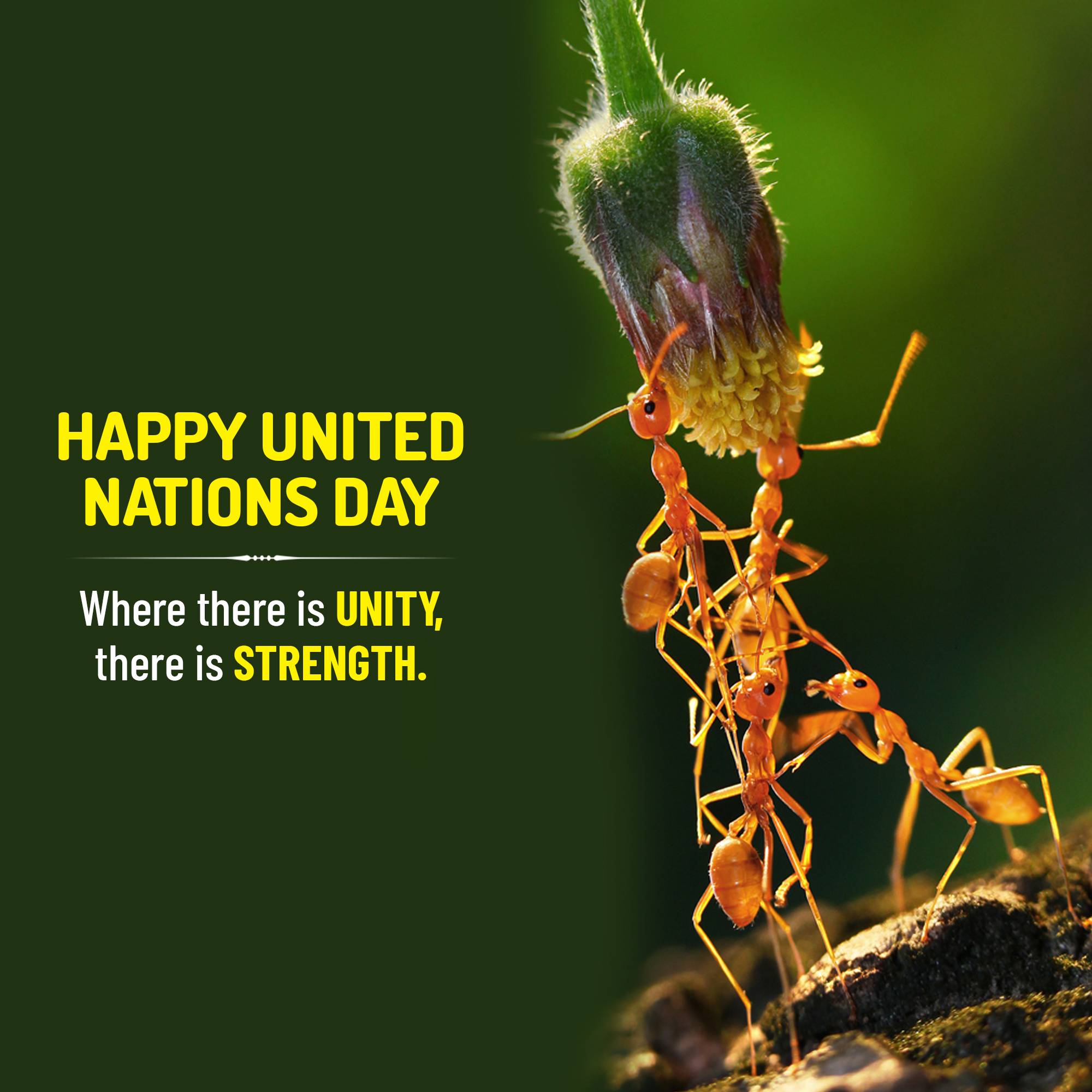 United Nations Day