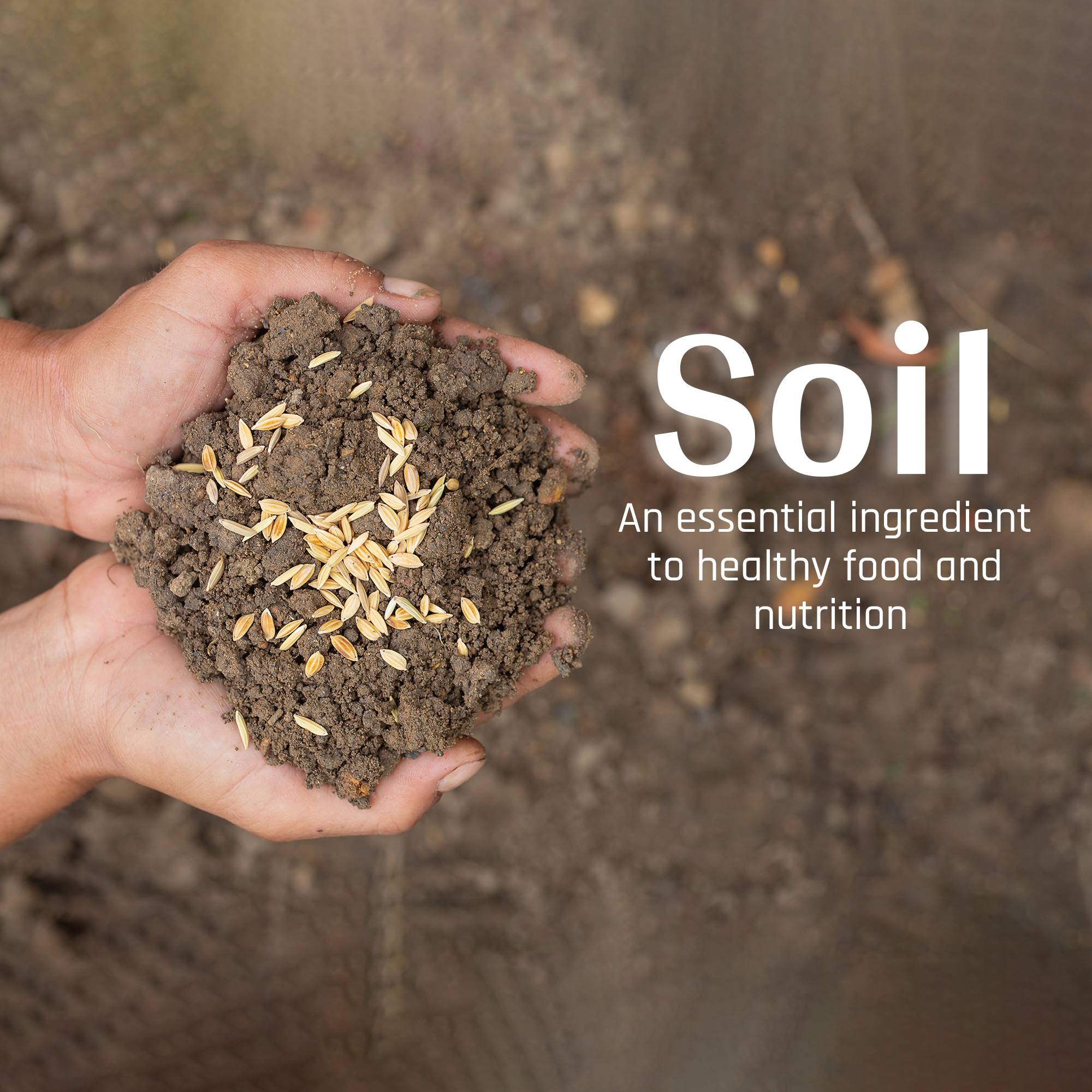 World Soil Day