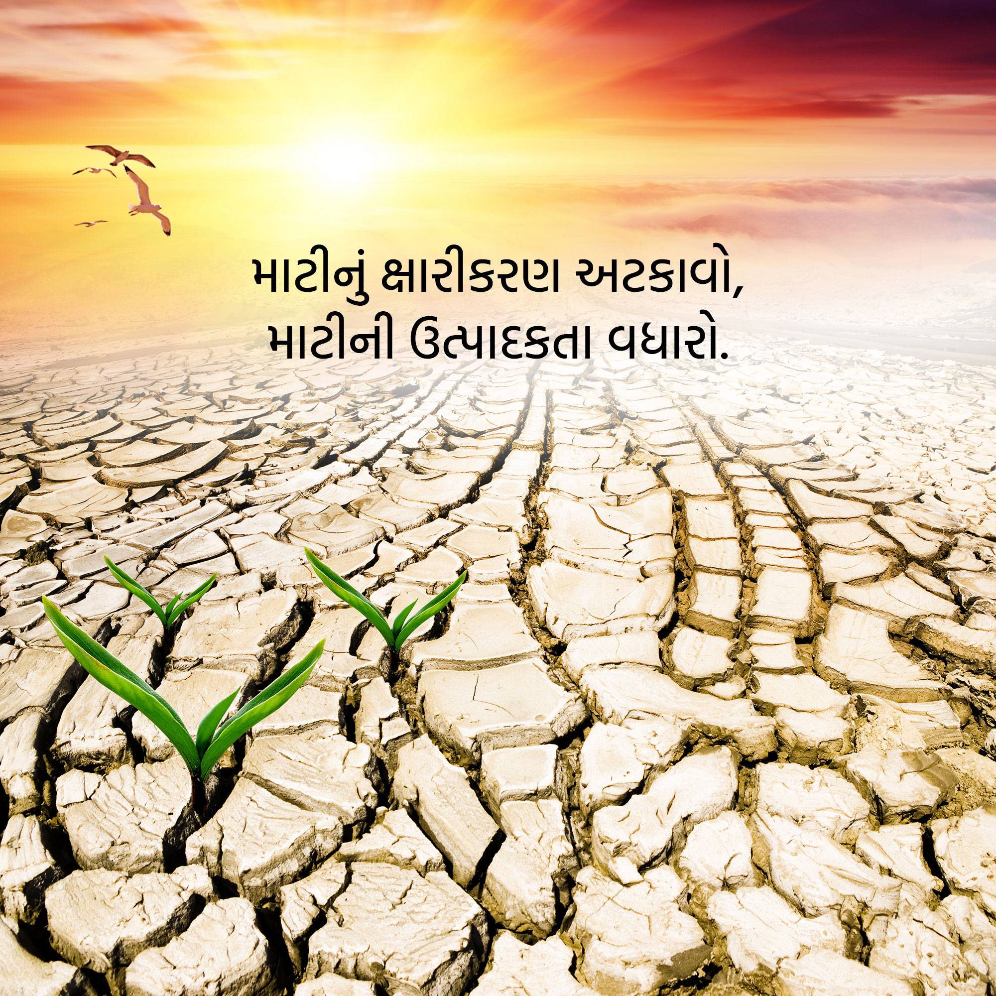 World Soil Day