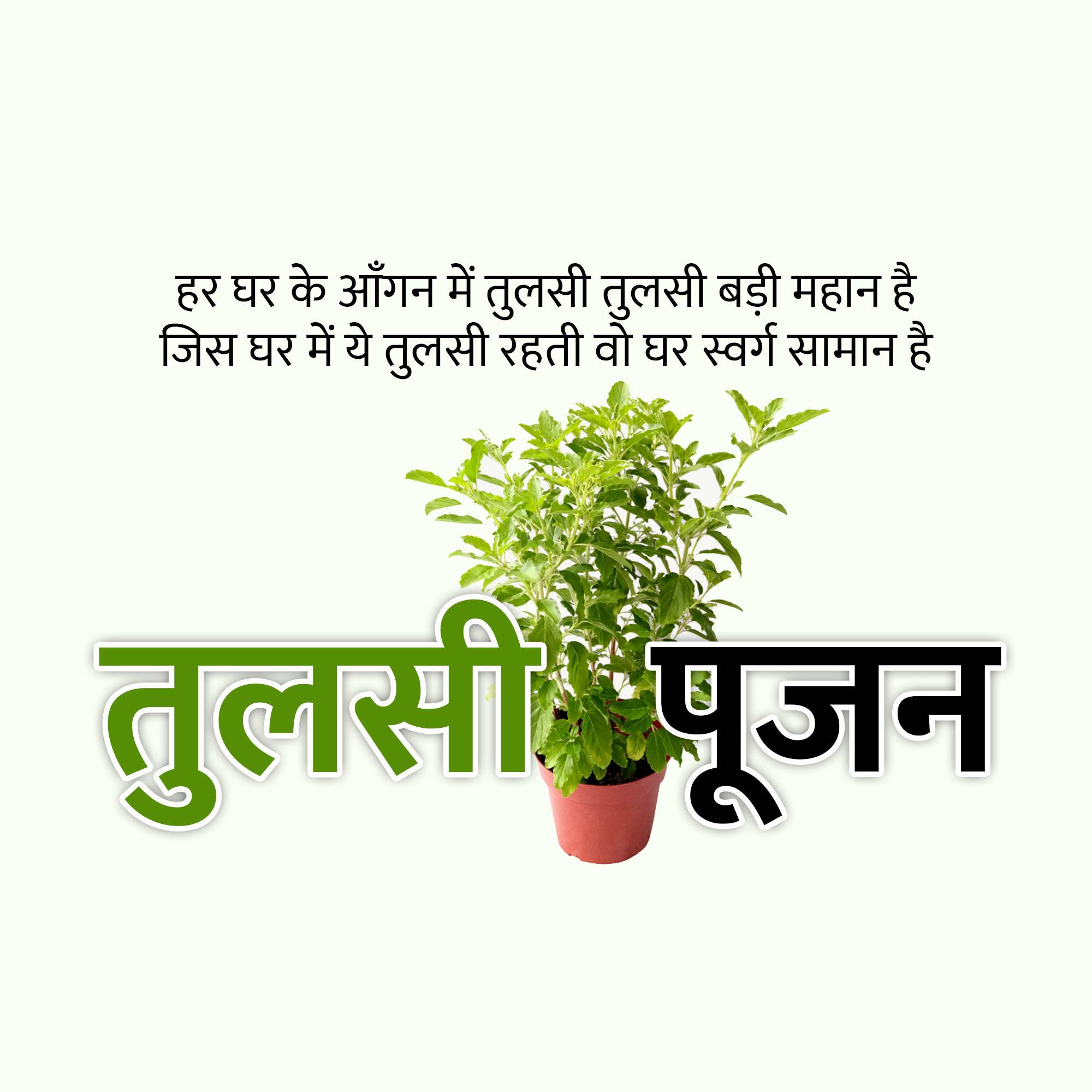 Tulsi Pujan