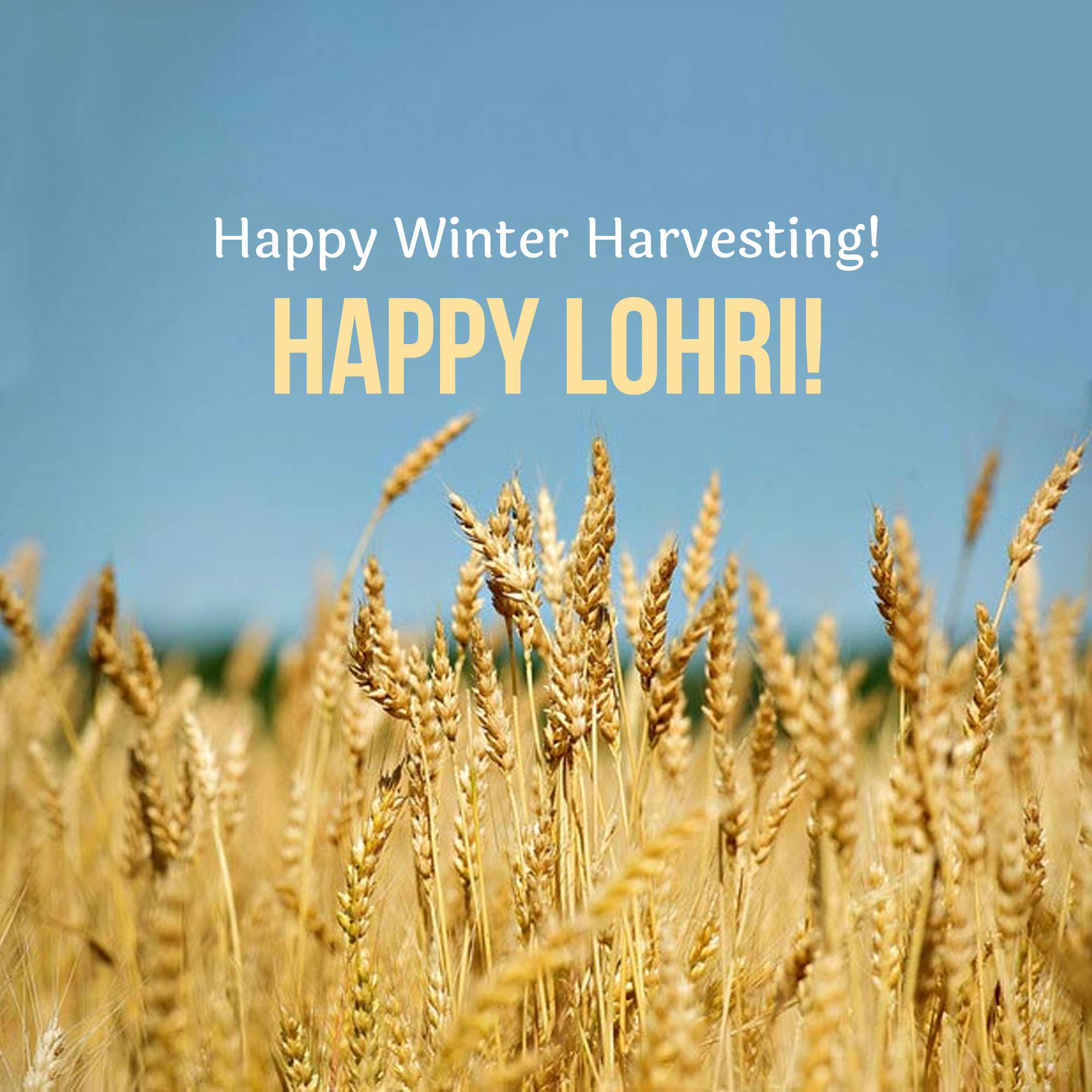 Happy Lohri