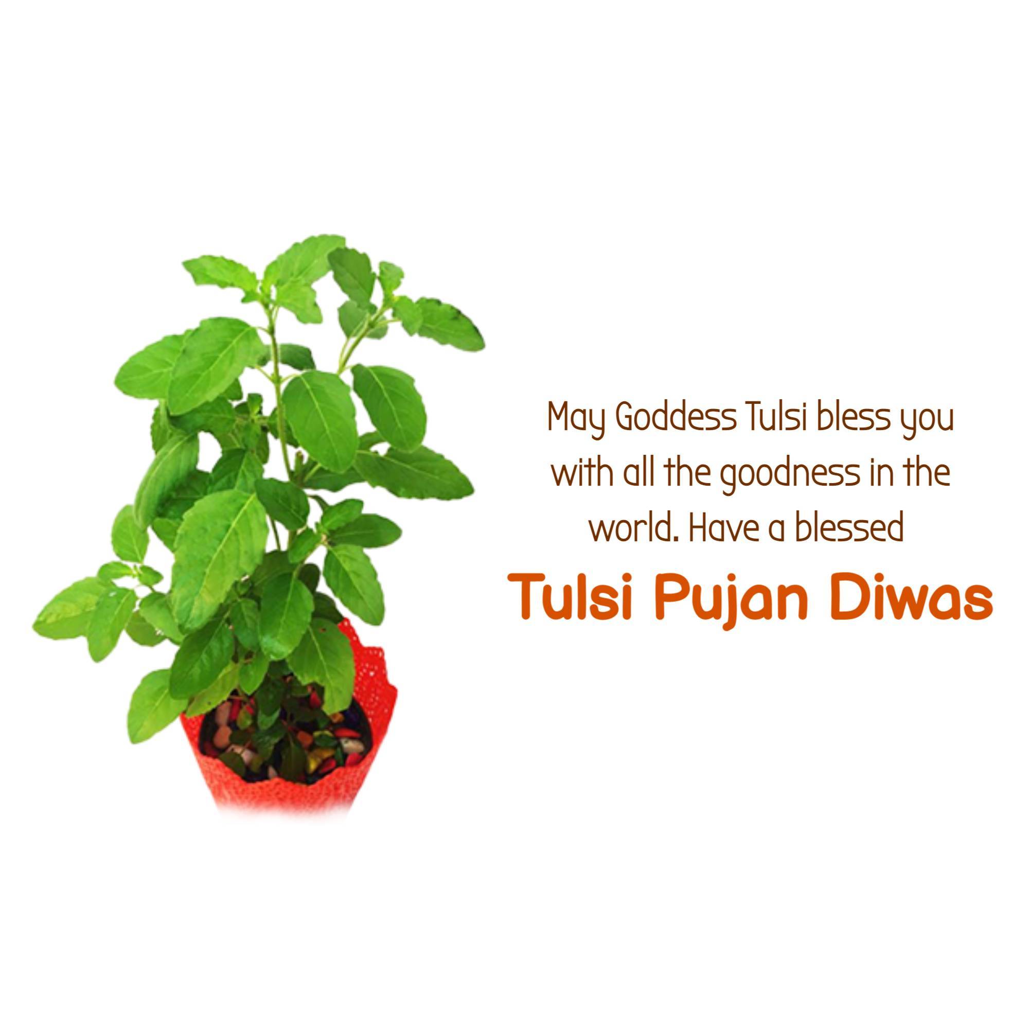 Tulsi Pujan