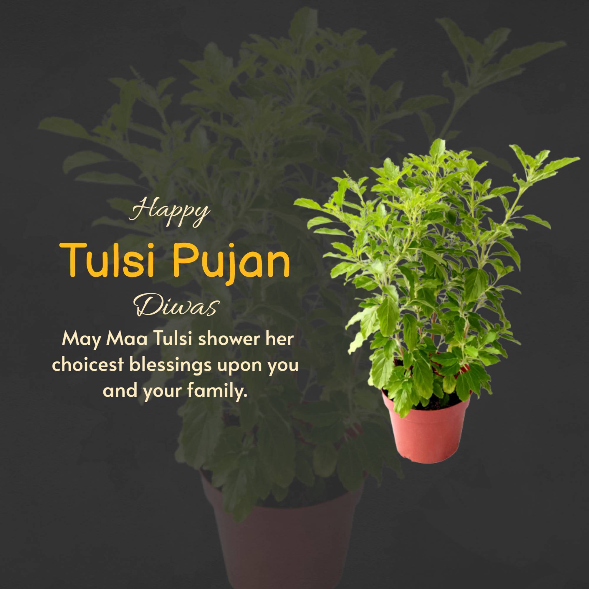 Tulsi Pujan