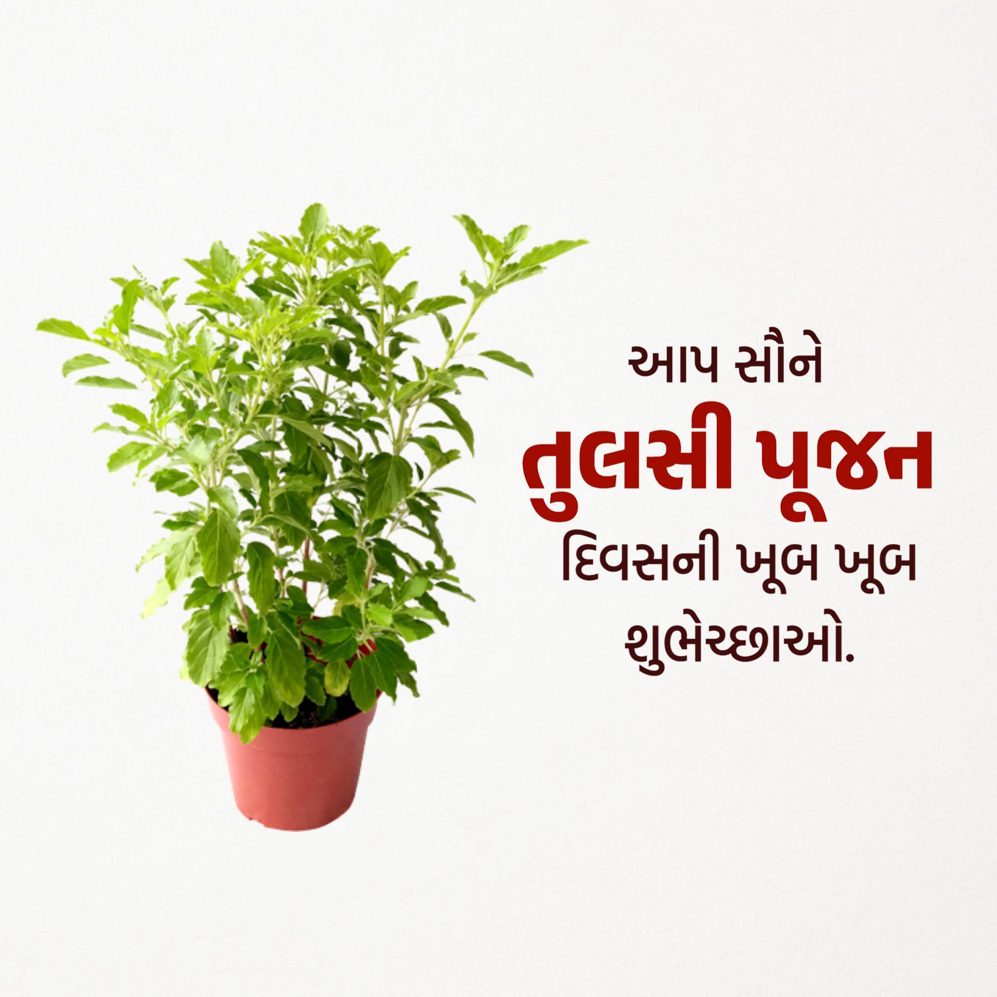 Tulsi Pujan