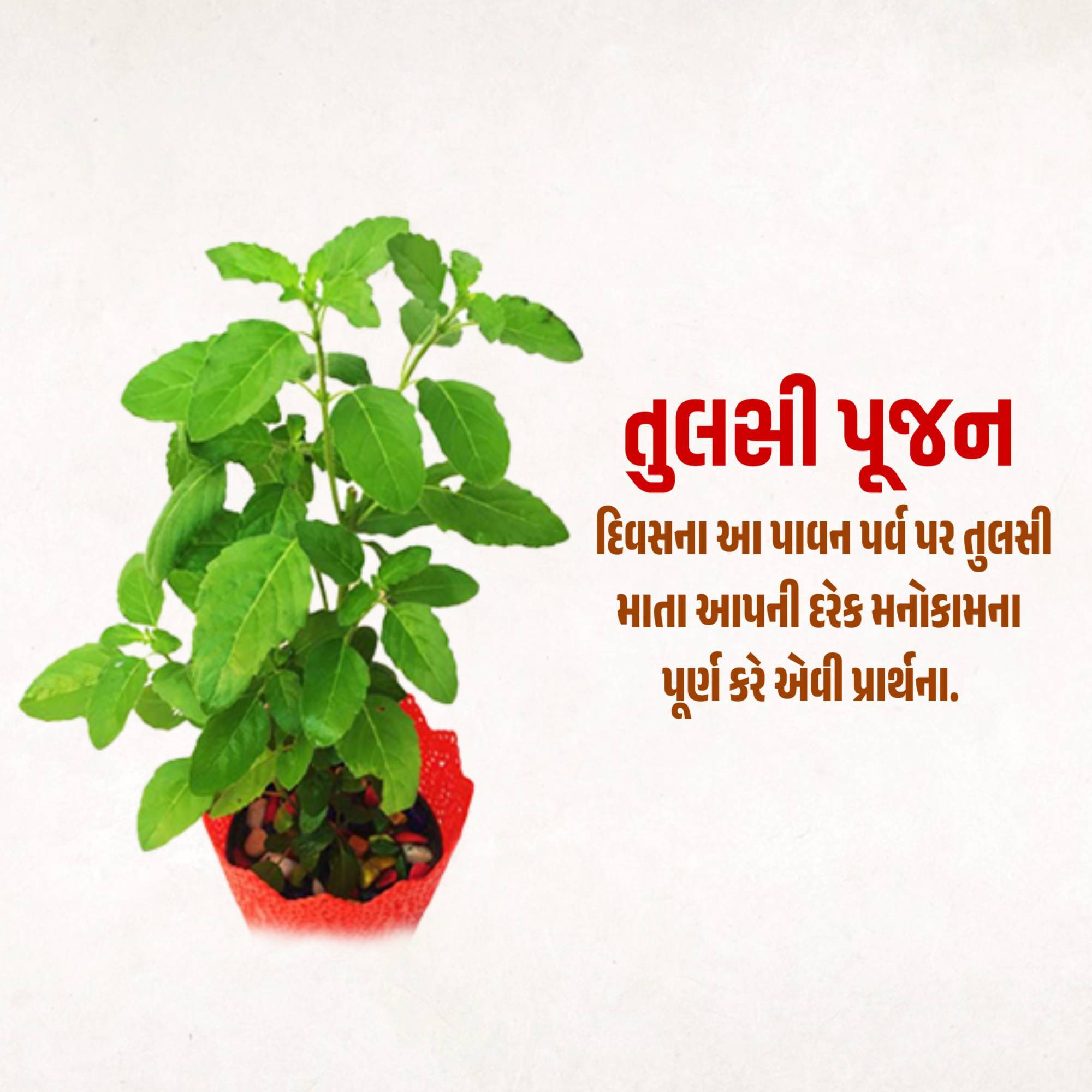 Tulsi Pujan
