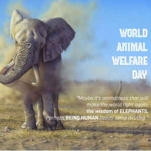 World Animal Day