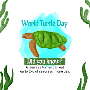 World Turtle Day
