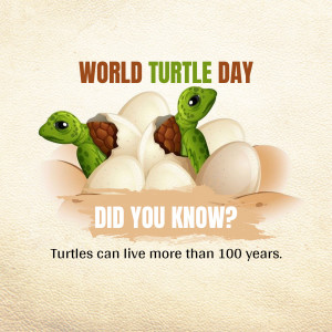 World Turtle Day