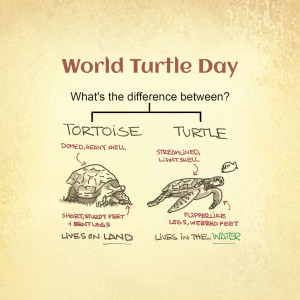 World Turtle Day