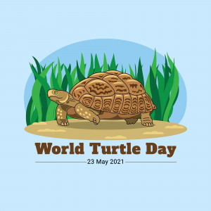 World Turtle Day