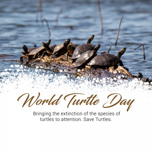 World Turtle Day