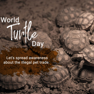 World Turtle Day