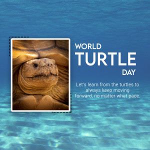 World Turtle Day