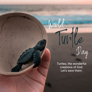 World Turtle Day