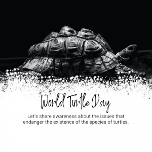 World Turtle Day