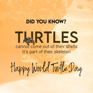 World Turtle Day