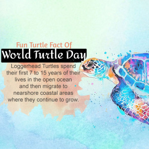 World Turtle Day