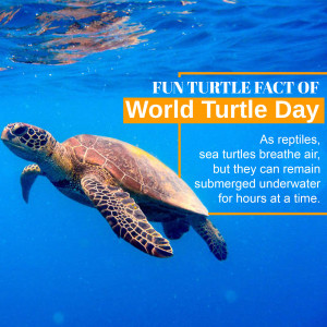 World Turtle Day