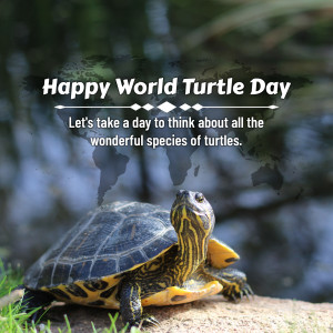 World Turtle Day
