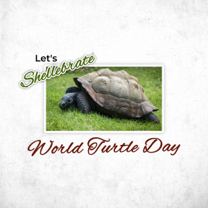 World Turtle Day