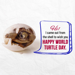 World Turtle Day