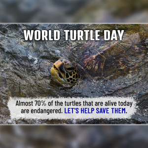 World Turtle Day