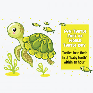 World Turtle Day