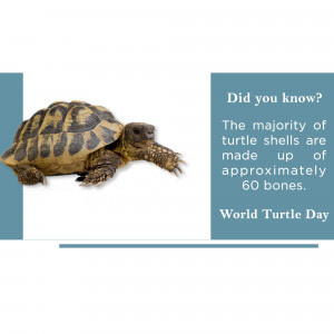 World Turtle Day