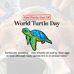 World Turtle Day