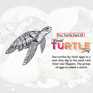 World Turtle Day