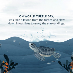 World Turtle Day