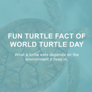 World Turtle Day
