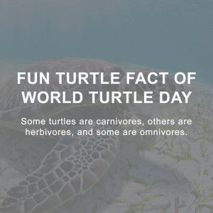 World Turtle Day