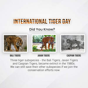International Tiger Day