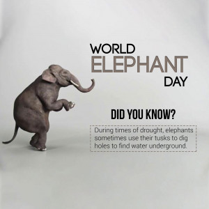 World Elephant Day