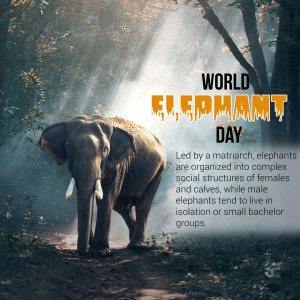World Elephant Day
