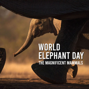 World Elephant Day