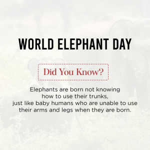 World Elephant Day