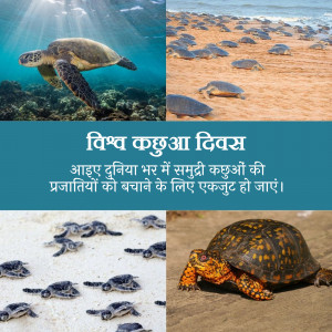 World Turtle Day