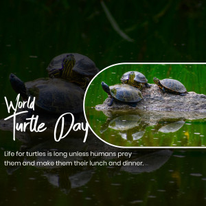 World Turtle Day