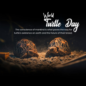 World Turtle Day