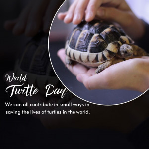 World Turtle Day