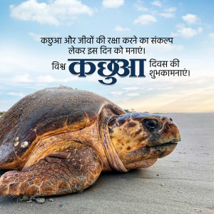 World Turtle Day