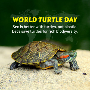 World Turtle Day