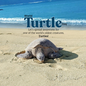 World Turtle Day