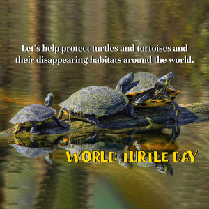 World Turtle Day