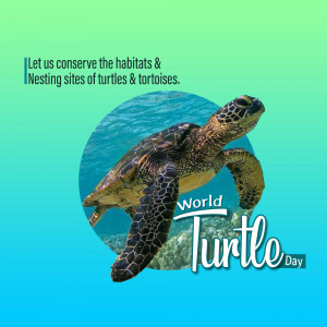 World Turtle Day