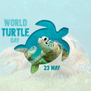 World Turtle Day