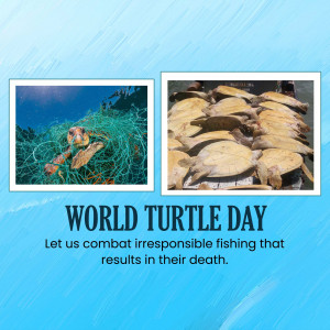 World Turtle Day